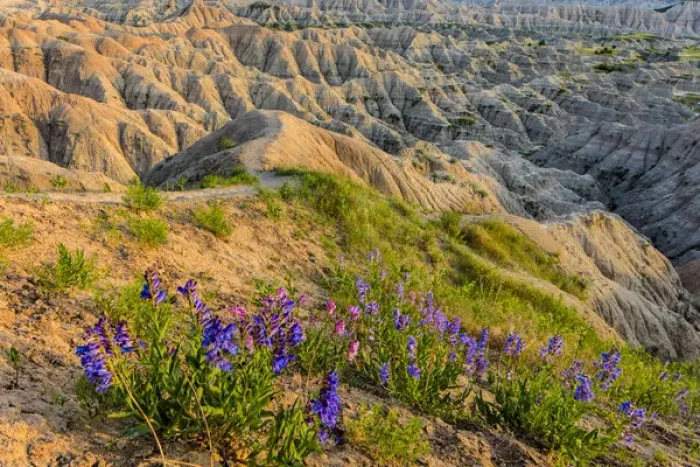 Framed Print : Penstemon wildflowers in Badlands National Park, South Dakota, USA