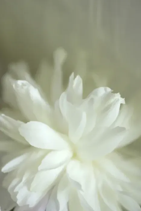 Framed Print : Peony Abstract