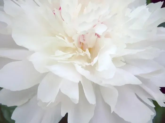 Framed Print : Peony Abstract