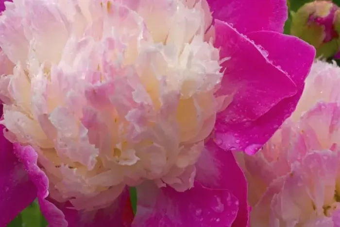 Framed Print : Peony in the rain of Western Washington near Port Townsend Framed Print : Peony in the rain of Western Washington near Port Townsend