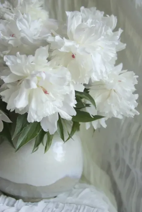 Framed Print : Peony Study
