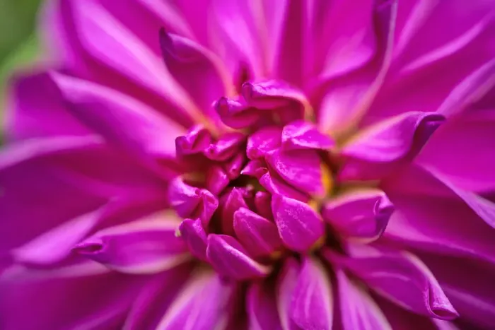 Framed Print : Peony, USA Framed Print : Peony, USA