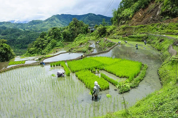 People harvesting in the Unesco world heritage sight the rice terraces of Banaue