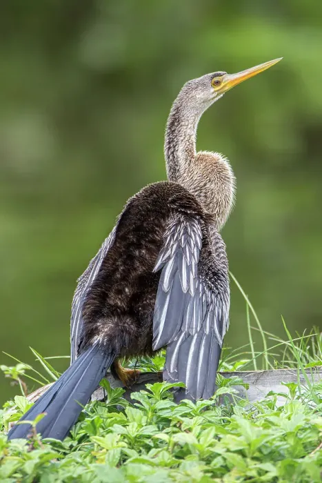Framed Print : Perched adult female anhinga Framed Print : Perched adult female anhinga