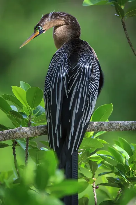 Framed Print : A perched female anhinga Framed Print : A perched female anhinga