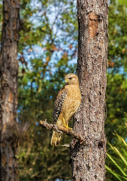 A perched red-shouldered hawk in south Florida