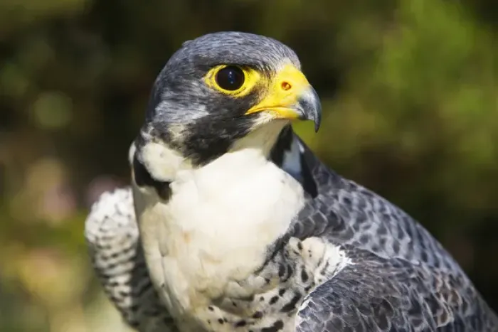 Framed Print : peregrin falcon bright eye looking wary Framed Print : peregrin falcon bright eye looking wary