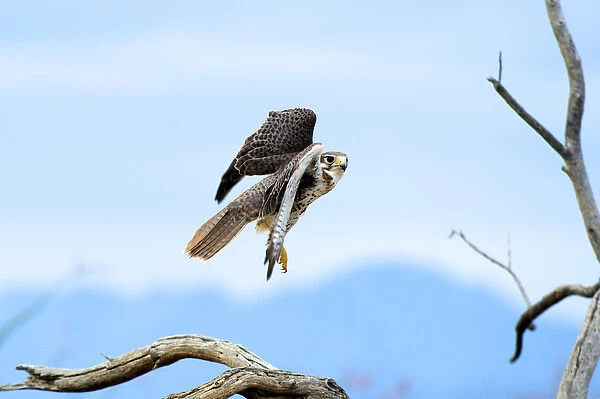 The peregrine falcon (Falco peregrinus), also known as the peregrine and historically