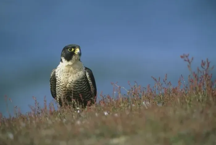 Framed Print : Peregrine Falcon, (Falco peregrinus cassini), Sea Lion Island, Falkland Islands