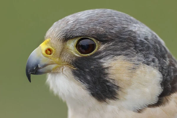 Peregrine falcon, Florida