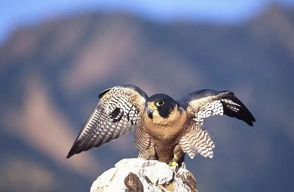 Peregrine Falcon Stretching Wings, Falco peregrinus, Native to US (Rehab Animal)