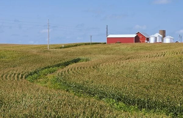 Perfect calendar image of farm near Dyersville Iowa with red barn and corn rows