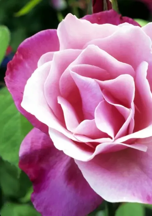 Framed Print : The perfect rose Framed Print : The perfect rose