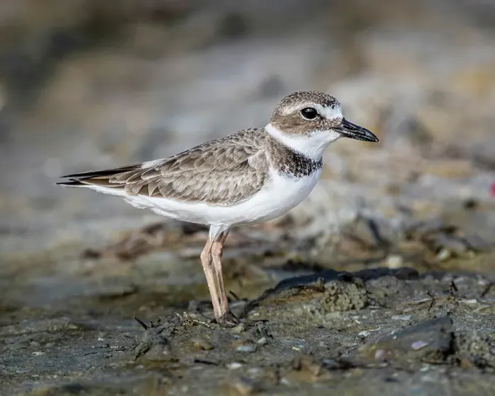 Framed Print : Perfectly formed feathers of a Wilson's plover highlight this winter-time plumage
