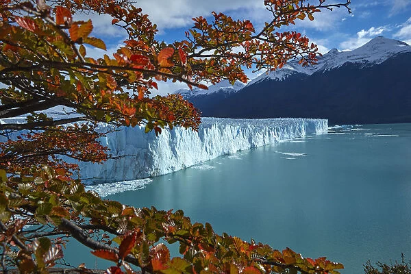 Perito Moreno Glacier and lenga trees in autumn, Parque Nacional Los Glaciares, Patagonia
