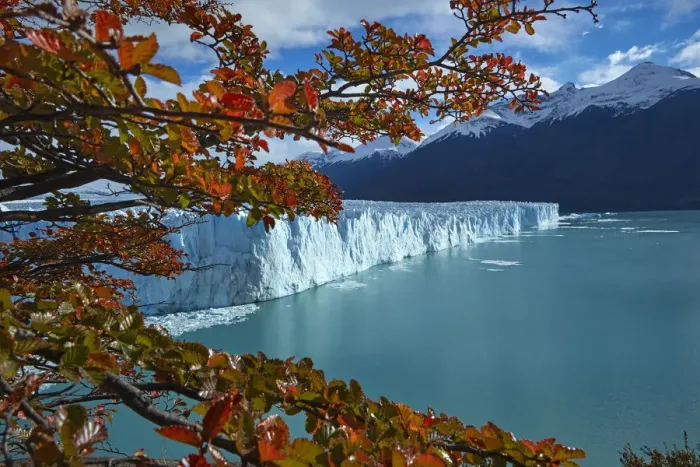 Framed Print : Perito Moreno Glacier and lenga trees in autumn, Parque Nacional Los Glaciares, Patagonia Framed Print : Perito Moreno Glacier and lenga trees in autumn, Parque Nacional Los Glaciares, Patagonia