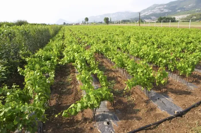 Framed Print : Perspective view over the plantation along the rows of young vines. Fidal vine nursery and winery Framed Print : Perspective view over the plantation along the rows of young vines. Fidal vine nursery and winery