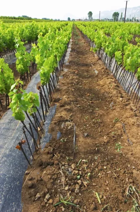 Framed Print : Perspective view over the plantation along the rows of young vines. Fidal vine nursery and winery Framed Print : Perspective view over the plantation along the rows of young vines. Fidal vine nursery and winery