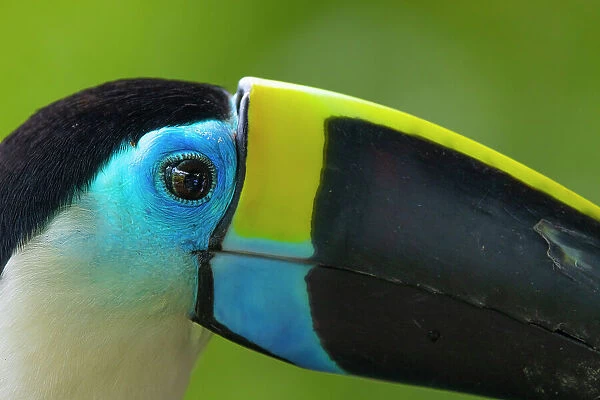 Peru, Amazon. Close-up of white-throated toucan's head in jungle