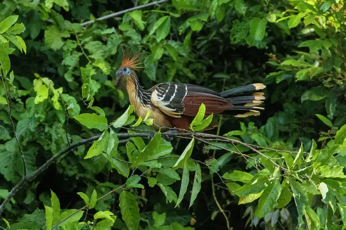 Framed Print : Peru, Amazon. Hoatzin bird in jungle tree Framed Print : Peru, Amazon. Hoatzin bird in jungle tree