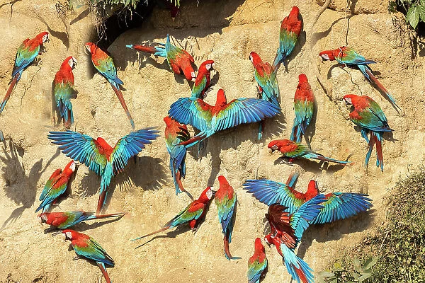 Peru, Amazon. Red and green macaws at clay lick in jungle