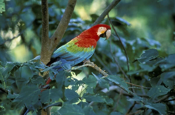 Peru, Amazon Region. Green winged Macaw along Tambopata River