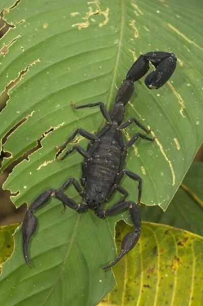 Peru, Amazon River Basin, Madre de Dios province, Close-up of black scorpion on leaf
