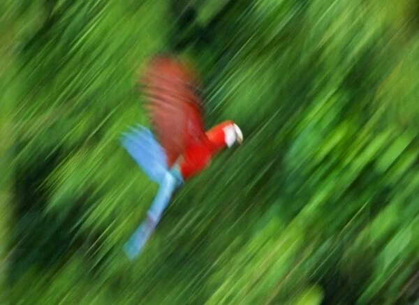 Peru, Amazon River Basin, Madre de Dios province, Motion blur of flying red and blue macaw