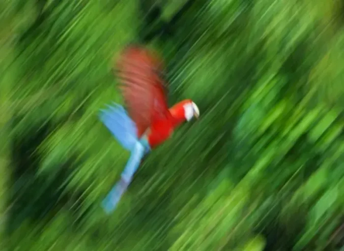 Framed Print : Peru, Amazon River Basin, Madre de Dios province, Motion blur of flying red and blue macaw Framed Print : Peru, Amazon River Basin, Madre de Dios province, Motion blur of flying red and blue macaw