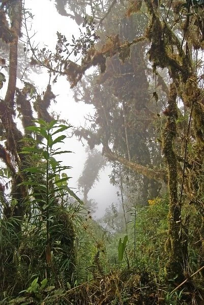 Peru. Andes Mountains. Amazonas Province. Upper Amazon. Cloud forest