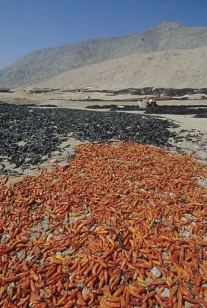 Peru, coastal desert north of Lima, drying peppers outdoors