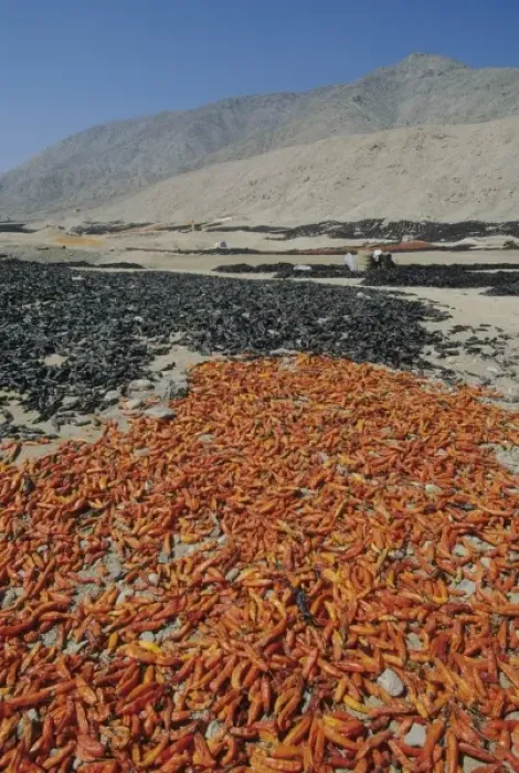 Framed Print : Peru, coastal desert north of Lima, drying peppers outdoors