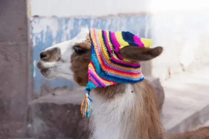 Framed Print : Peru, llama in a village