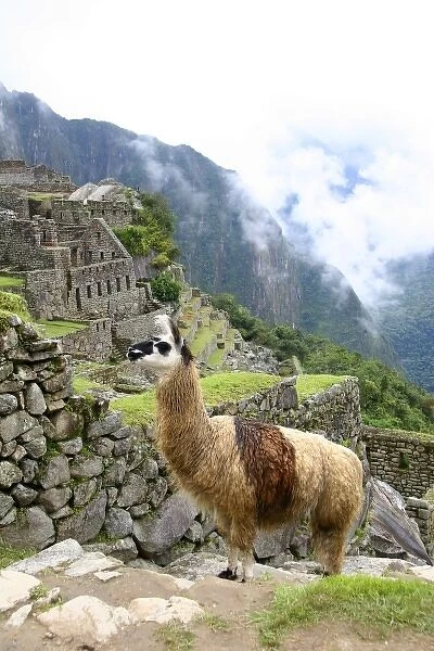 Peru. Llama wandering amongst the citadel of Machu Picchu