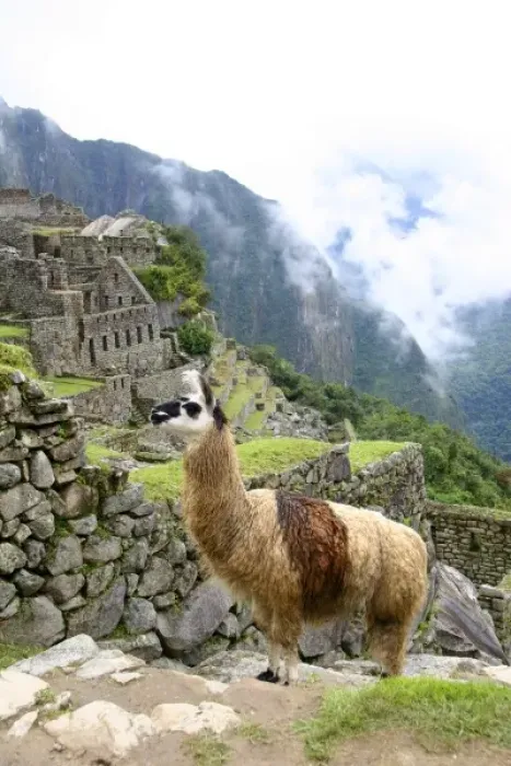 Framed Print : Peru. Llama wandering amongst the citadel of Machu Picchu