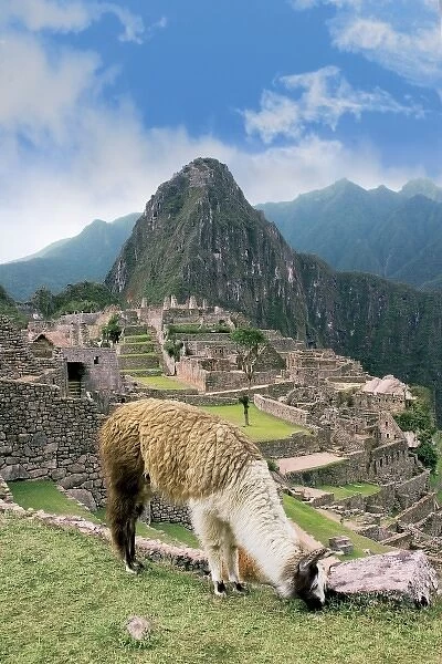 Peru, Machu Picchu, Llama grazes along the ancient lost city of the Inca