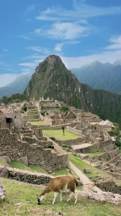 Framed Print : Peru, Machu Picchu, Llama grazes along the ancient lost city of the Inca Framed Print : Peru, Machu Picchu, Llama grazes along the ancient lost city of the Inca