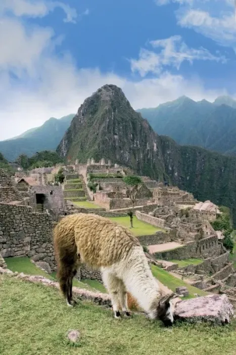 Framed Print : Peru, Machu Picchu, Llama grazes along the ancient lost city of the Inca Framed Print : Peru, Machu Picchu, Llama grazes along the ancient lost city of the Inca