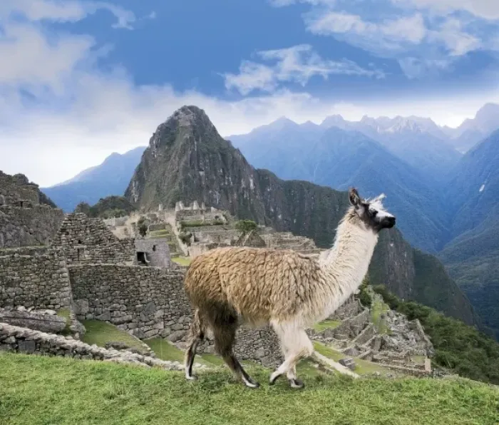 Framed Print : Peru, Machu Picchu, Llama overlooks the ancient lost city of the Inca