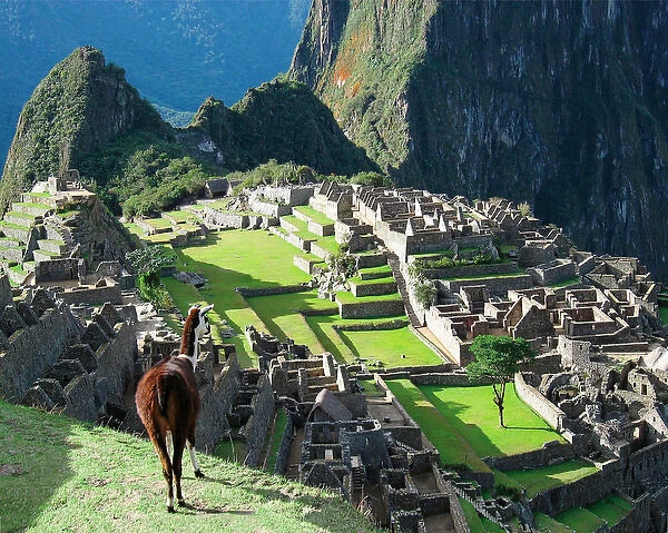Peru, Machu Picchu, Llama overlooks the lost city