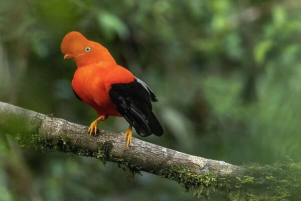Peru. Male cock-of-the-rock bird in Amazon jungle