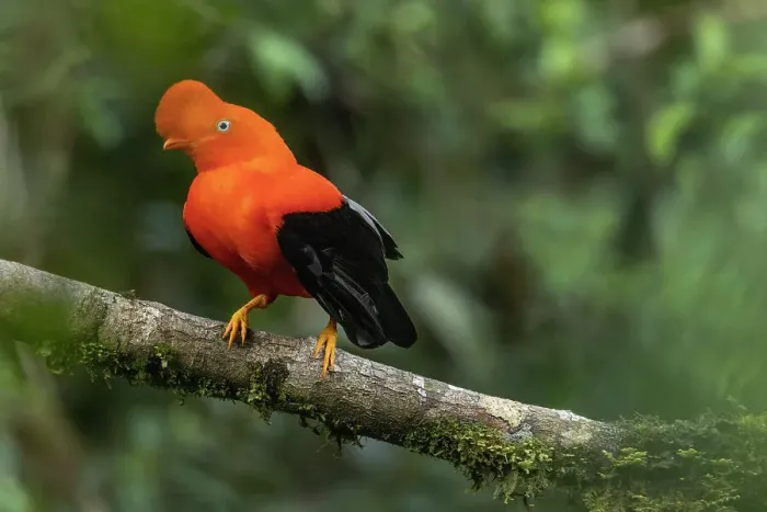 Framed Print : Peru. Male cock-of-the-rock bird in Amazon jungle