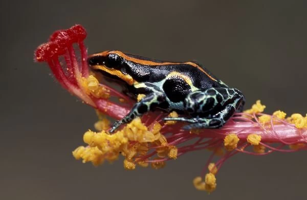 Peru, Peruvian Rain Forest. Poison Arrow Frog on flower. (Dendrobotes quinquevittatus)