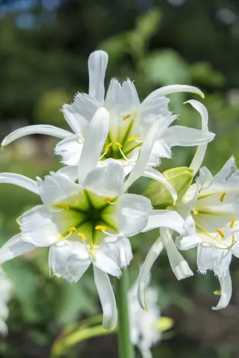 Framed Print : Peruvian Daffodils, USA