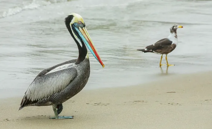 Framed Print : Peruvian pelican takes a walk on the beach near Lima, Peru Framed Print : Peruvian pelican takes a walk on the beach near Lima, Peru