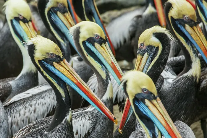 Framed Print : Peruvian pelicans flock gathering for possible meal near Lima, Peru Framed Print : Peruvian pelicans flock gathering for possible meal near Lima, Peru