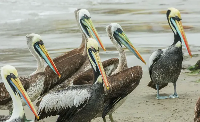 Framed Print : Peruvian pelicans loiter on the beach near Lima, Peru Framed Print : Peruvian pelicans loiter on the beach near Lima, Peru