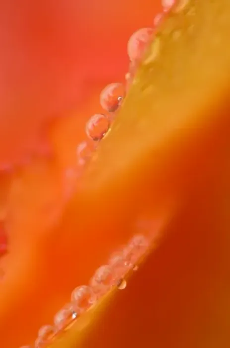 Framed Print : Petals with dew drops close-up