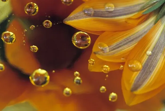 Framed Print : Petals on Mylar reflective surface with drops. Credit as: Nancy Rotenberg  /  Jaynes