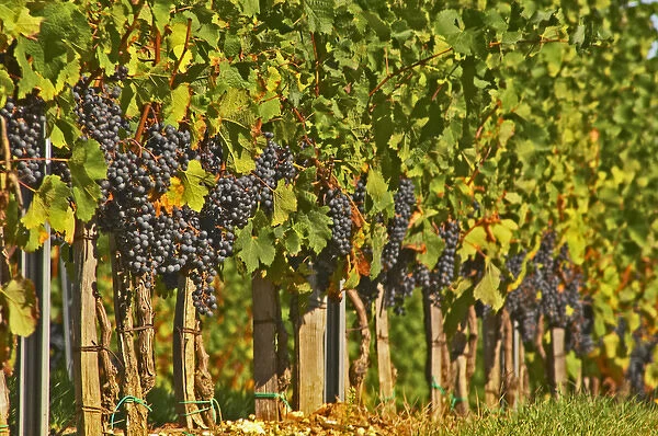 Petit Verdot grape bunches and vines - Chateau de la Tour (or Clos de La Tour), Bordeaux